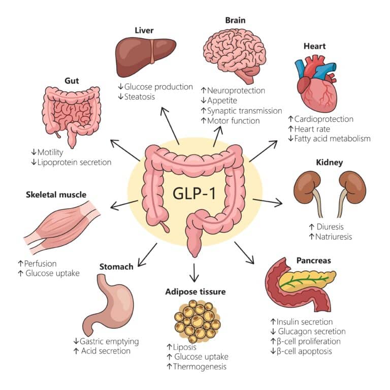 GLP-1 actions in peripheral tissues.